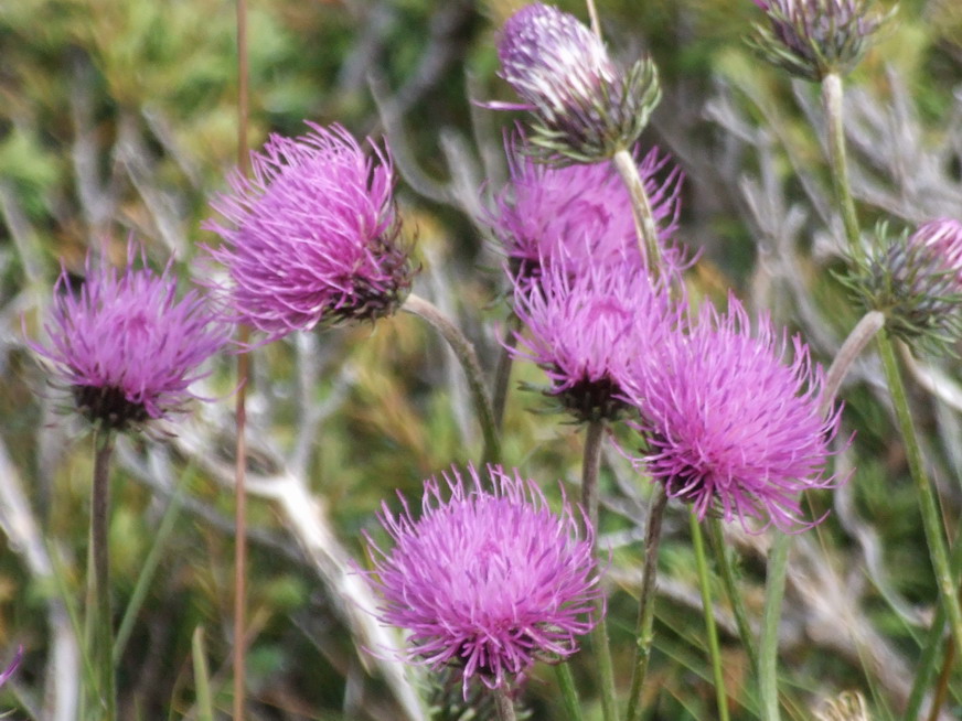 Alpen-Distel