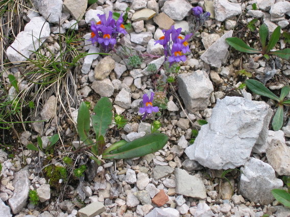 Alpen-Leinkraut