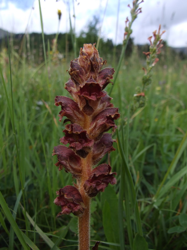 Blutroter Sommerwurz