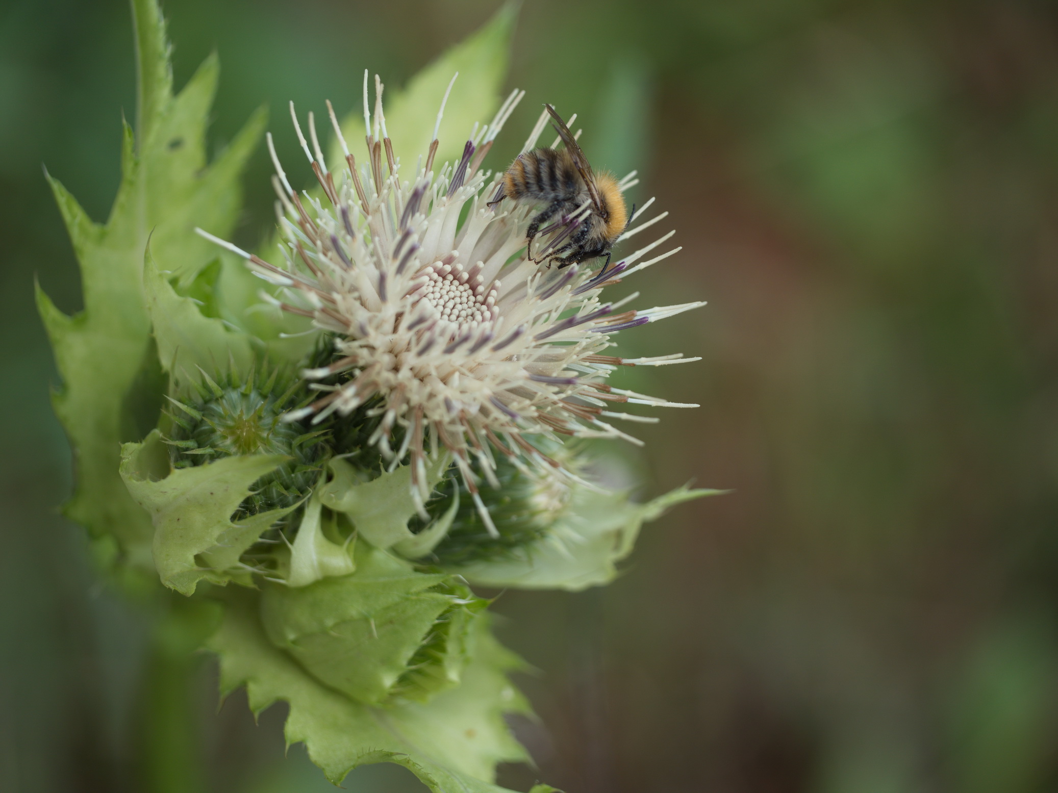 Kohl-Kratzdistel