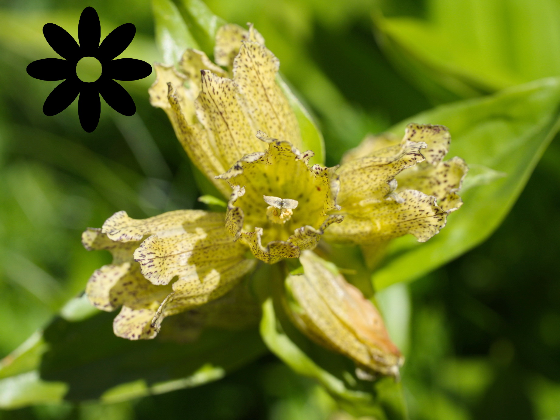 Hier geht es zum Blumenarchiv von Steinundkraut