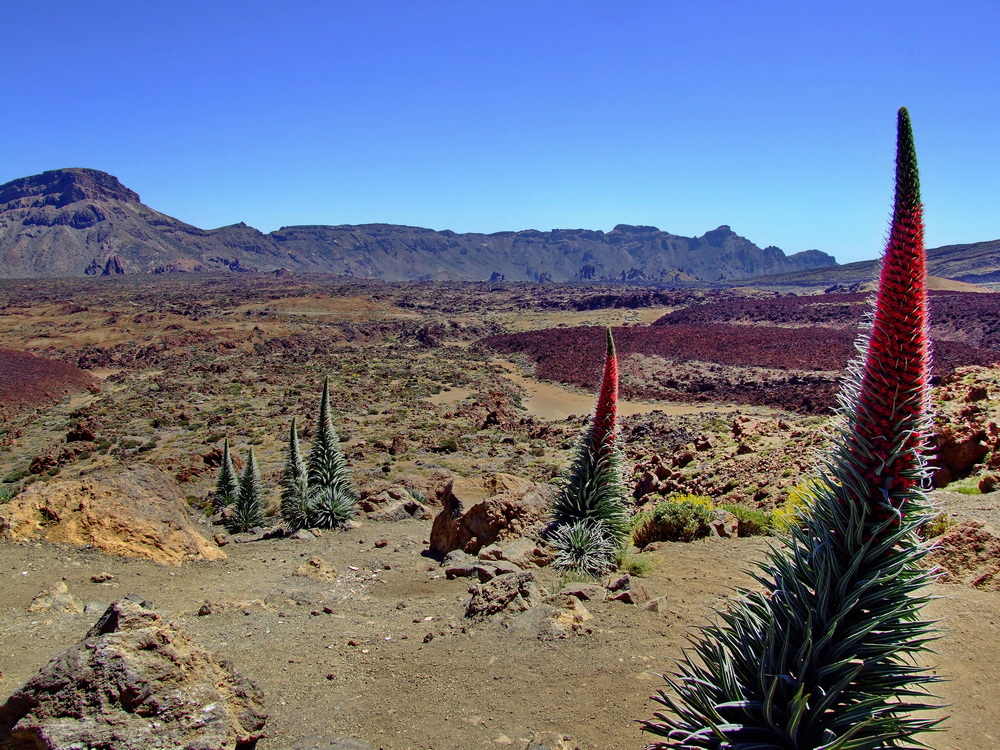 Reisebericht und Fotos von Teneriffa